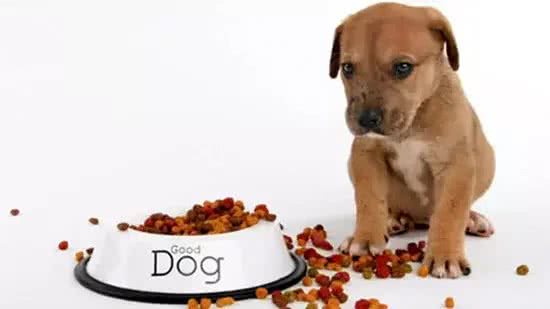 如何提高狗狗的食欲?