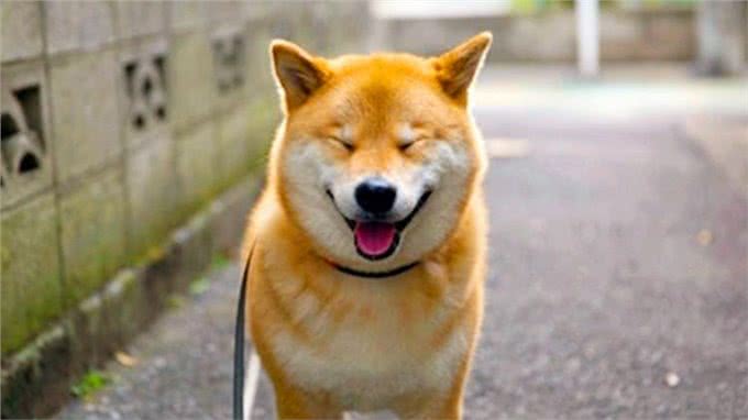 你知道吗，狗狗的耳朵怎样表达情绪?