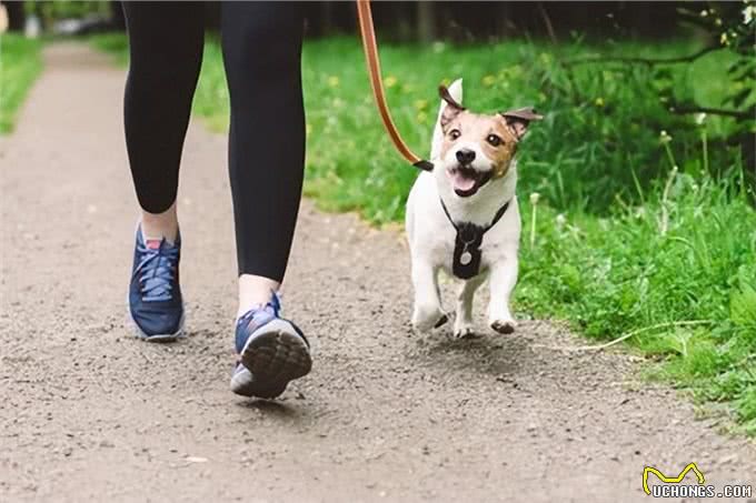 狗的痴呆症:从症状到预防,守护爱犬的每一个瞬间