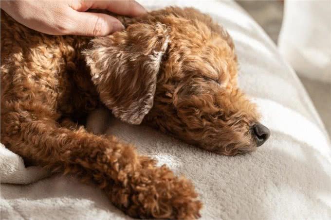 狗的痴呆症:从症状到预防,守护爱犬的每一个瞬间