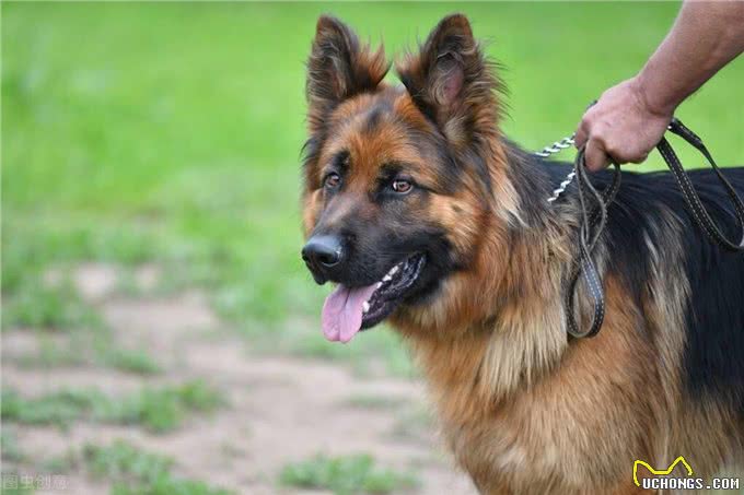 忠诚又可靠的5种狗,却被禁养了,真遗憾