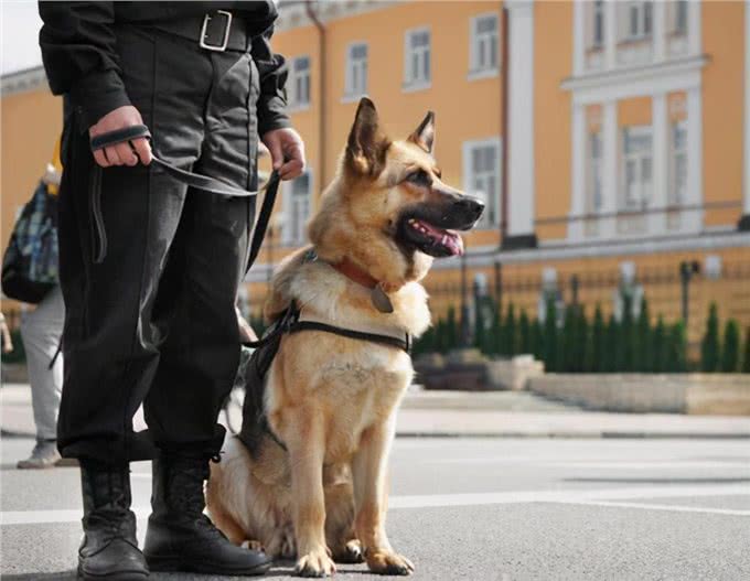 忠诚又可靠的5种狗，却被禁养了，真遗憾