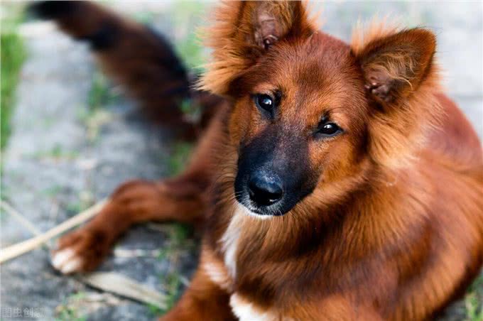 忠诚又可靠的5种狗,却被禁养了,真遗憾