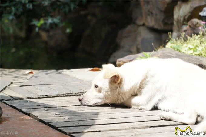 忠诚又可靠的5种狗，却被禁养了，真遗憾