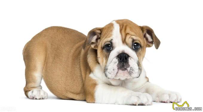 忠诚又可靠的5种狗,却被禁养了,真遗憾