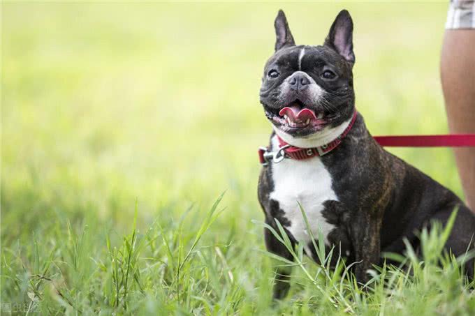 忠诚又可靠的5种狗，却被禁养了，真遗憾