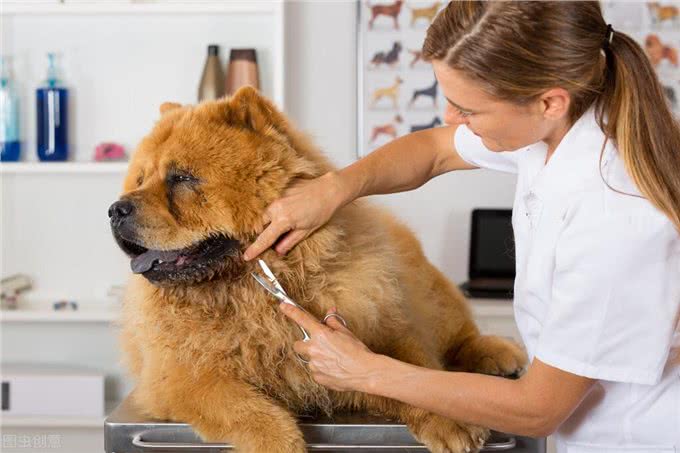 忠诚又可靠的5种狗,却被禁养了,真遗憾