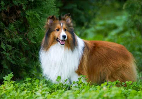 喜乐蒂犬有这些症状，你别忽视了，这是身体有虫的信号
