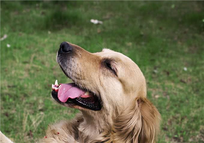 养狗经验分享:狗多长时间来一次月经?跟女生的生理期有什么区别