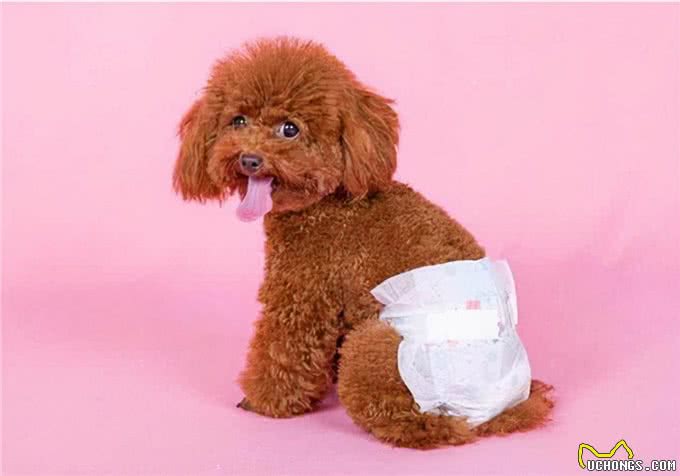 养狗经验分享:狗多长时间来一次月经?跟女生的生理期有什么区别