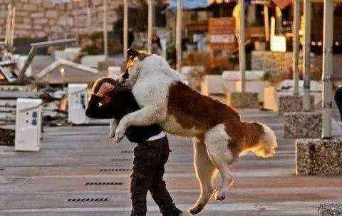 狗是否知道自己是狗呢?