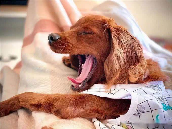 狗是否知道自己是狗呢?