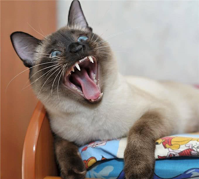 养暹罗猫半年,我开始厌烦它了