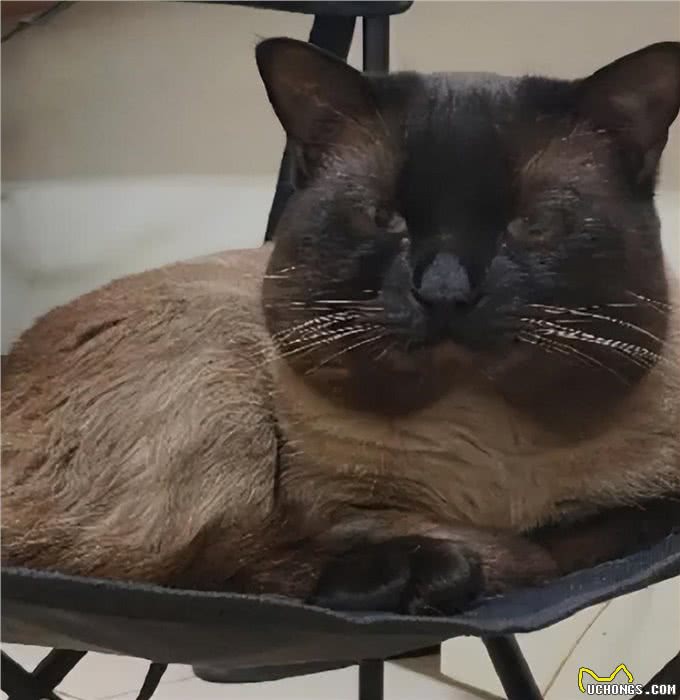 养暹罗猫半年,我开始厌烦它了