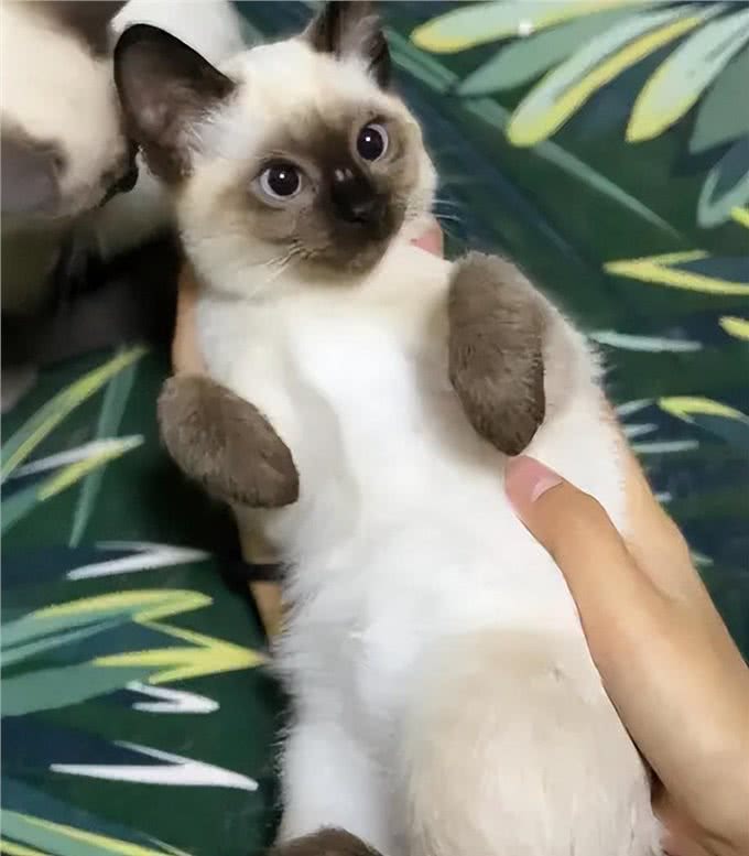 养暹罗猫半年,我开始厌烦它了