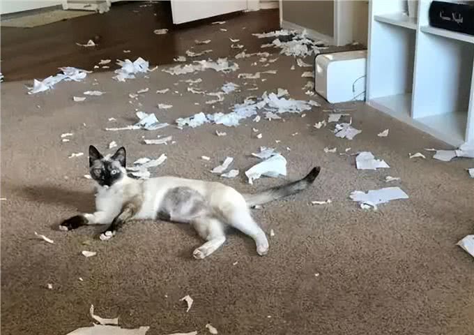 养暹罗猫半年,我开始厌烦它了