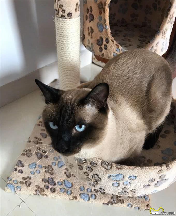 养暹罗猫半年,我开始厌烦它了