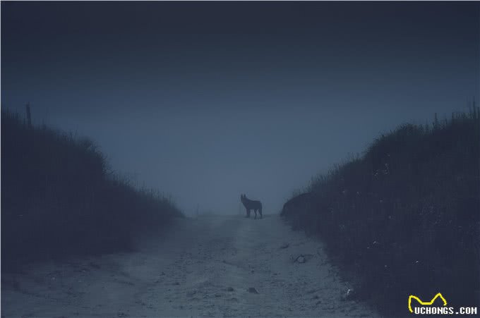 狗真会看到人类看不到的东西吗?为何晚上对着空无一人地方吼叫?