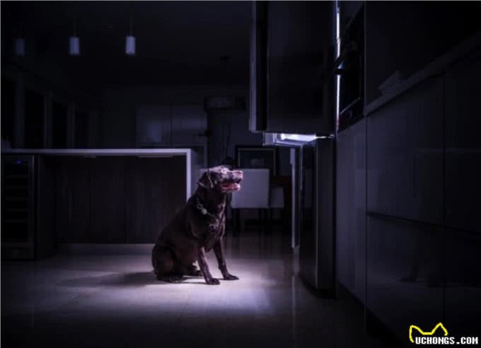 狗真会看到人类看不到的东西吗?为何晚上对着空无一人地方吼叫?