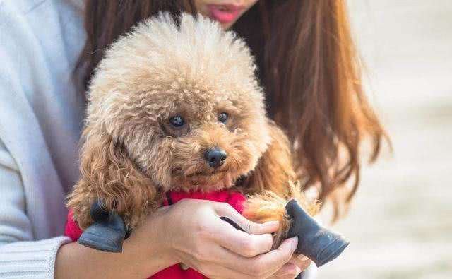 狗狗总爱哼哼唧唧，不单单是撒娇，还可能是这6个原因