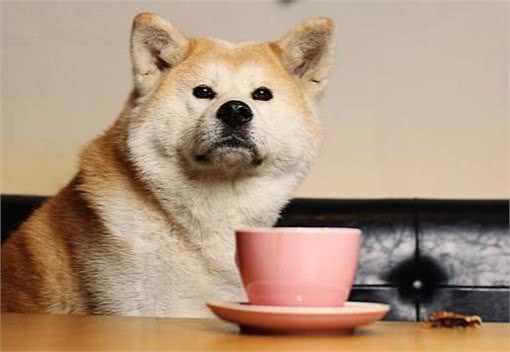 狗狗总爱哼哼唧唧,不单单是撒娇,还可能是这6个原因