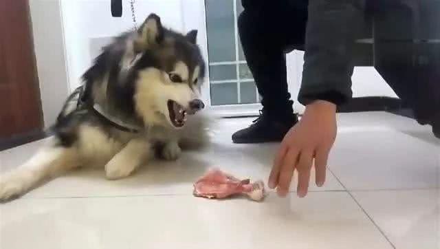 狗狗护食，还凶主人，怎么办?