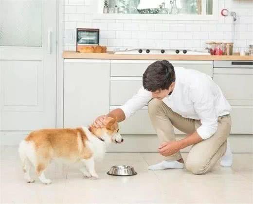 狗狗护食，还凶主人，怎么办?