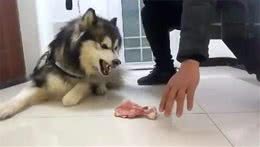 狗狗护食，还凶主人，怎么办?