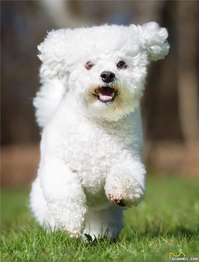 比熊犬的寿命一般有多长?有这5个特征的它，已经是老年狗了
