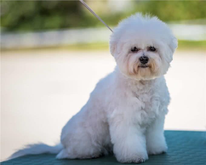 比熊犬的寿命一般有多长?有这5个特征的它，已经是老年狗了