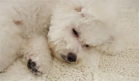 比熊犬的寿命一般有多长?有这5个特征的它，已经是老年狗了