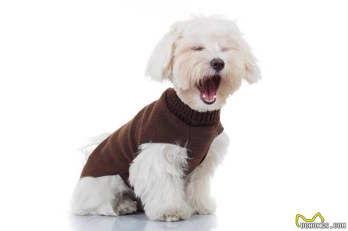 比熊犬的寿命一般有多长?有这5个特征的它，已经是老年狗了