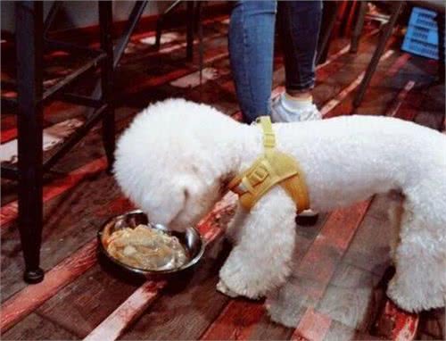 比熊犬的寿命一般有多长?有这5个特征的它，已经是老年狗了