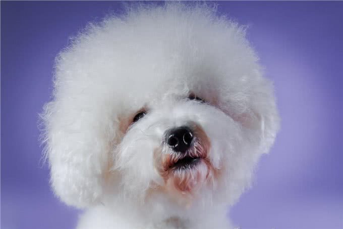 比熊犬的寿命一般有多长?有这5个特征的它，已经是老年狗了