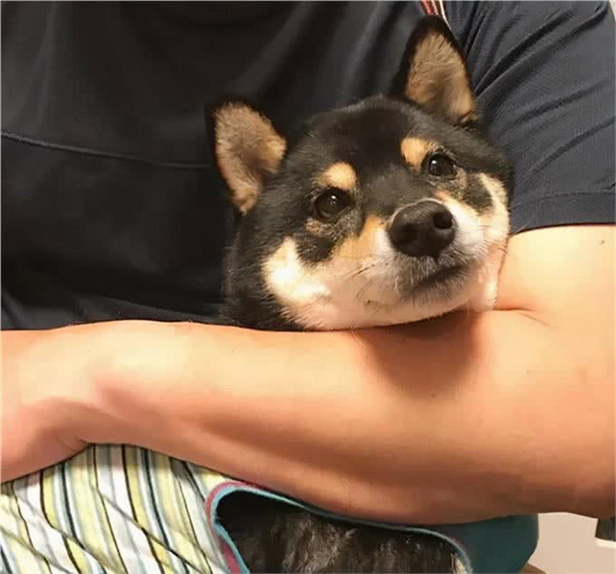 哇!最适合上班族养的犬种，居然是柴犬