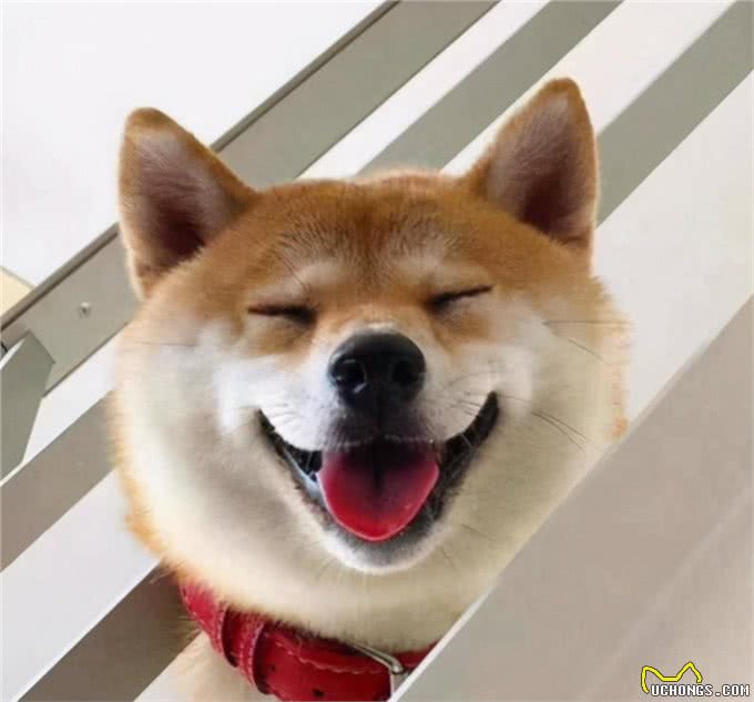 哇!最适合上班族养的犬种，居然是柴犬