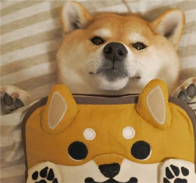 哇!最适合上班族养的犬种，居然是柴犬