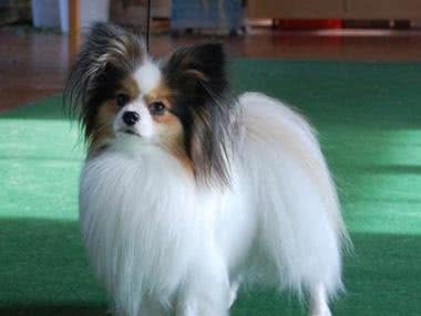 我们该如何选择适合自己养的宠物犬?