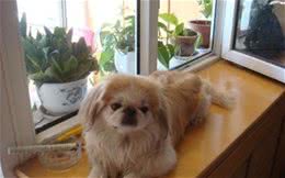 我们该如何选择适合自己养的宠物犬?