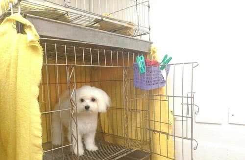 狗狗笼内训练，让它在笼子不再分离焦虑，按这4个步骤训练