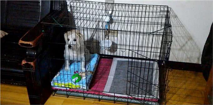 狗狗笼内训练，让它在笼子不再分离焦虑，按这4个步骤训练