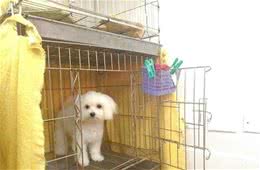 狗狗笼内训练，让它在笼子不再分离焦虑，按这4个步骤训练
