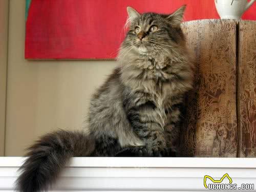 劝退指南：新手养猫，这几种猫最好不要选