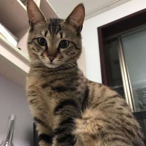 劝退指南：新手养猫，这几种猫最好不要选
