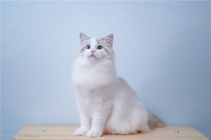 劝退指南：新手养猫，这几种猫最好不要选