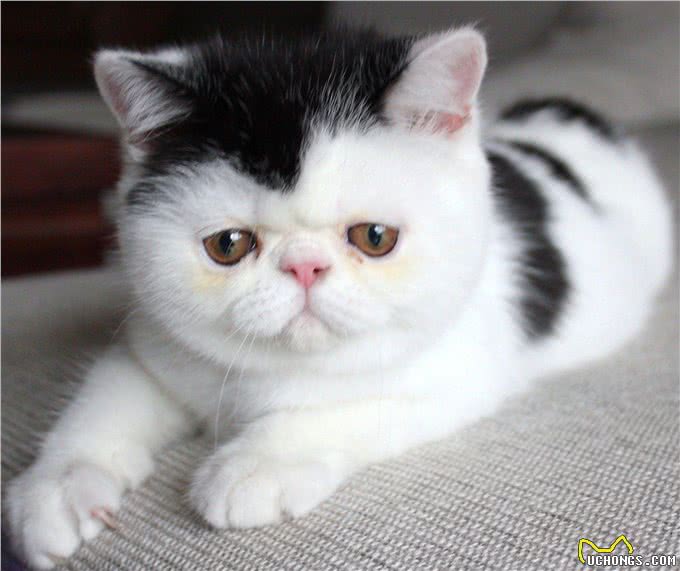 劝退指南：新手养猫，这几种猫最好不要选