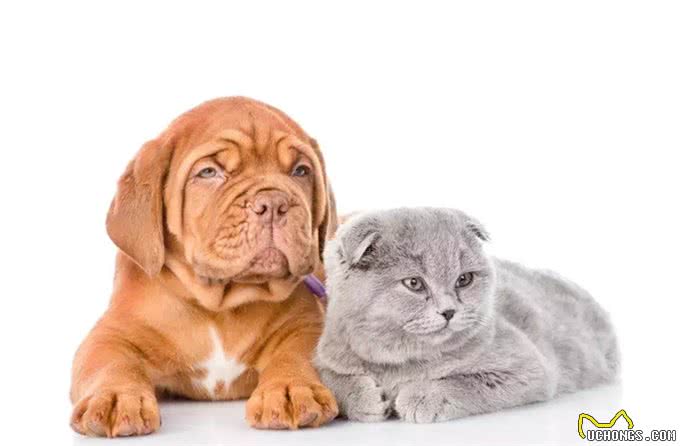 伪科学:猫狗不相容的真正原因