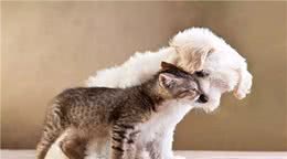 伪科学:猫狗不相容的真正原因
