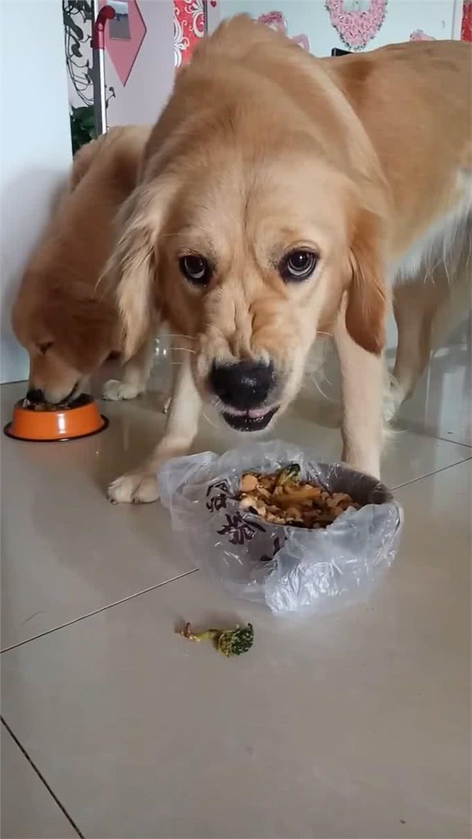 家里的狗狗还护食咬人?速度看过来
