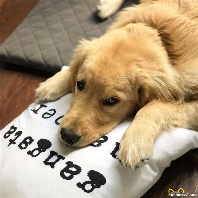 家里的狗狗还护食咬人?速度看过来